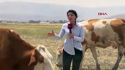 7 bin lira maaşla yerli çoban bulamıyorlar