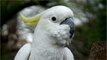 Cockatoos in Sydney discover ways to open bin lids by observing others
