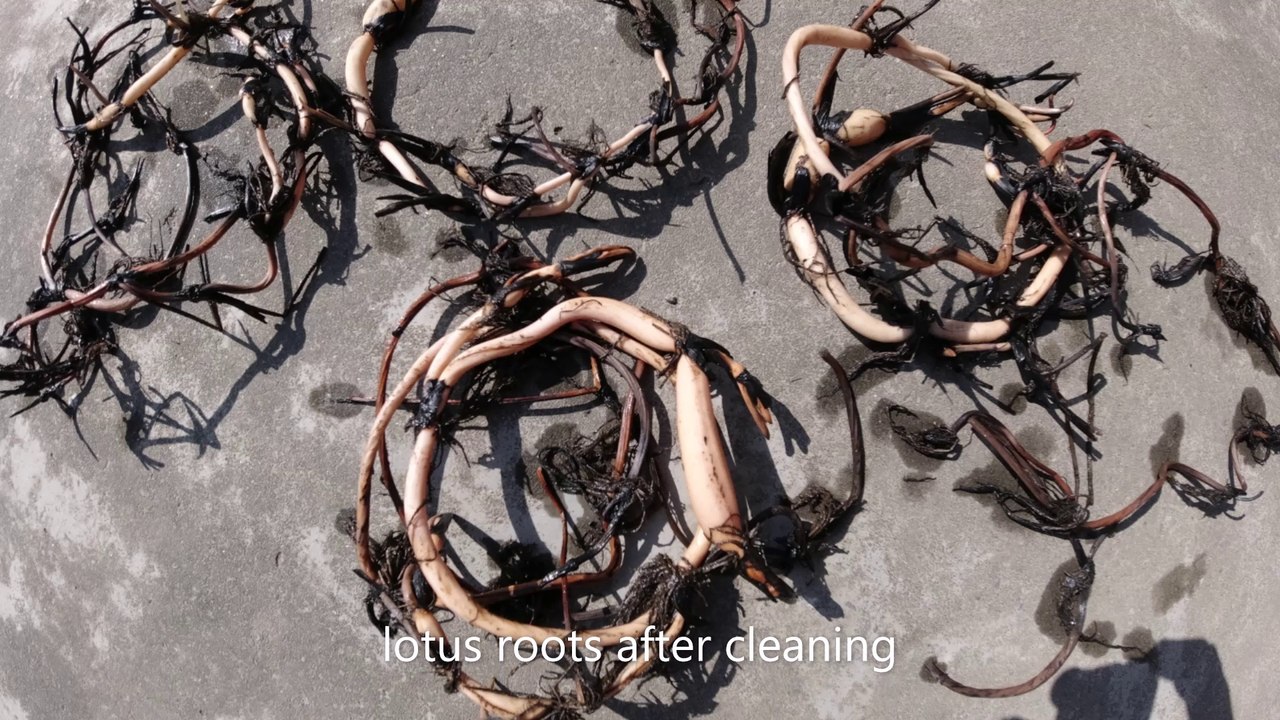 Making lotus ready to flower for summer in an organic way II How to grow lotus in pots? part -2