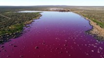 In Patagonia una laguna rosa shocking. Tutta colpa dell'inquinamento