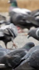 Pigeon Eating seeds |Love with Pets|