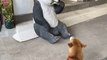 Barking Shiba Creates 'Panda'monium