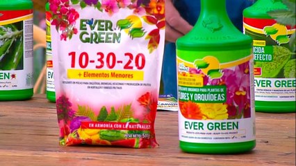 tn7-publireportaje-evergreen-260721