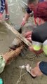 Des touristes s'unissent pour sauver un lion de mer piégé dans un filet de pêche