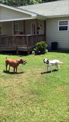 Ce chien se moque d'un autre d'une façon géniale mais cruelle