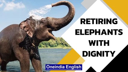 Tải video: Thailand's elephants face abuse in tourism industry | Oneindia News