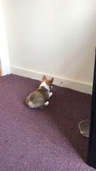 Feisty Corgi Puppy Battles Door Stopper