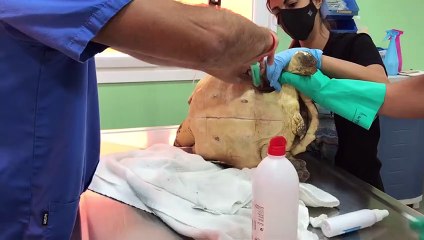 La tortuga 'Caretta caretta' de La Tahonilla evoluciona favorablemente tras ser intervenida