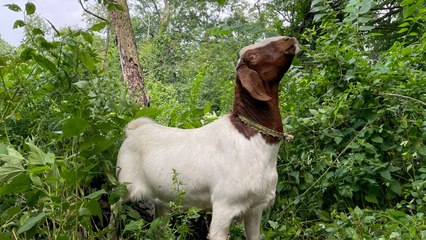 Goats Act As Living Weed Wackers In Overgrown NYC Park