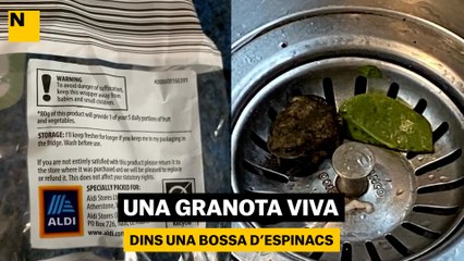 Una granota viva dins d'una bossa d'espinacs