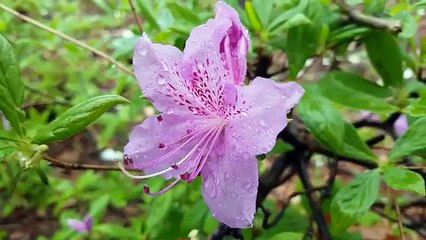 Relaxing Piano Music-Romantic Music,Beautiful Music,Sooting Sleep Music,Relaxing Music