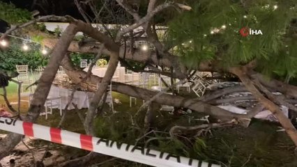 Antalya'da düğün sırasında ağaç devrildi: 1 ölü, 7 yaralı