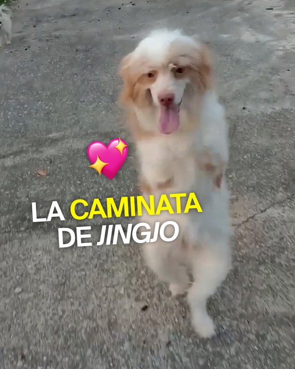 Esta perrita aprendió a caminar erguida