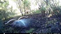 Superb Lyrebirds Mating Ritual