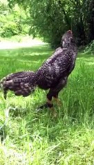 Breeder rooster Hennie dom shamo!