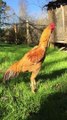 Huge Brazilian Rooster  yellow gold breeder