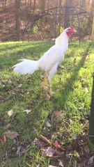 White shamo breeder rooster