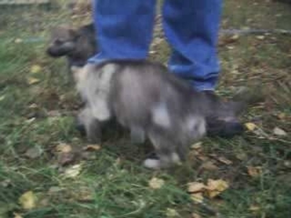 Exor von der wolfsranch - myvideo