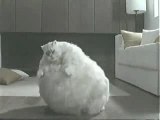 Chat obèse qui danse