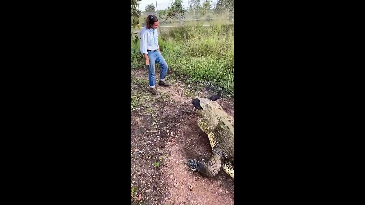 Crazy Crocodile encounters - When animals attack tik tok