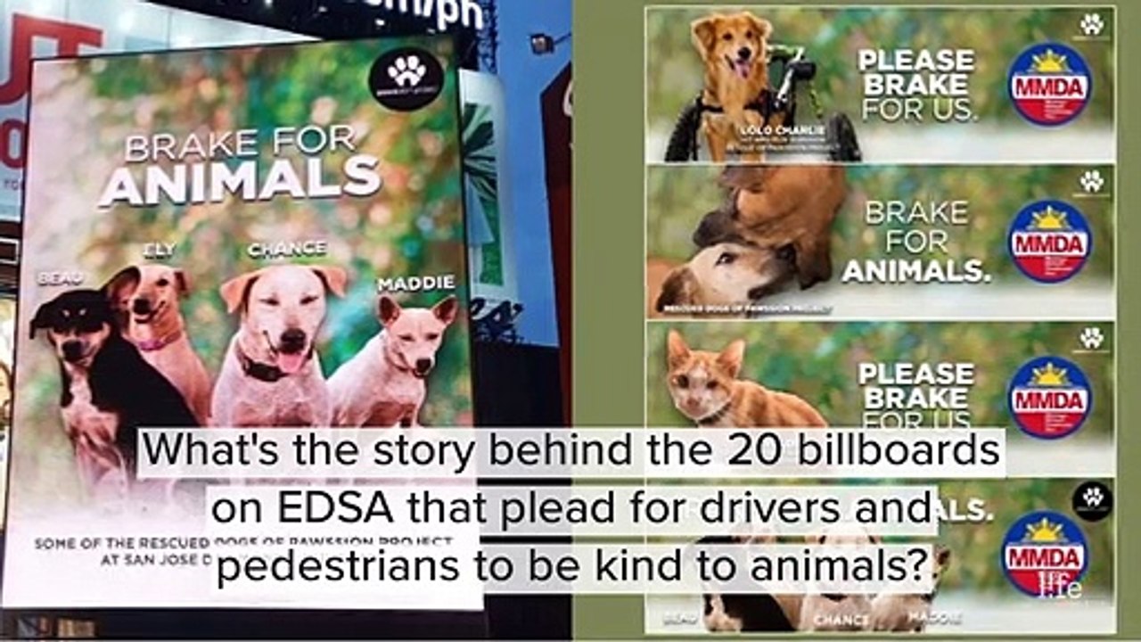 What's the story behind the "Brake for Animals" billboards in EDSA?