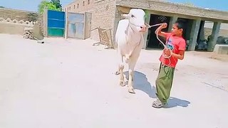Qurbani 2021 | afridi qurbani 2021|afridi cattle farmhouse |beautiful animal in pakistan