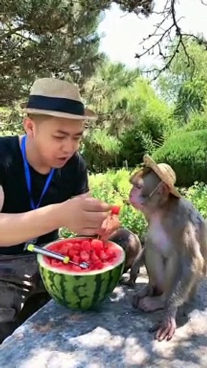 #animal 小猴子的食馕不可恭维！太能装了