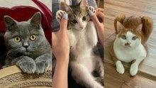 방구석 불주먹냥 홈CCTV랑 눈 마주치자../솜방망이 프로게이머/감히 집사가 딴짓을 해? ※잔소리 주의※