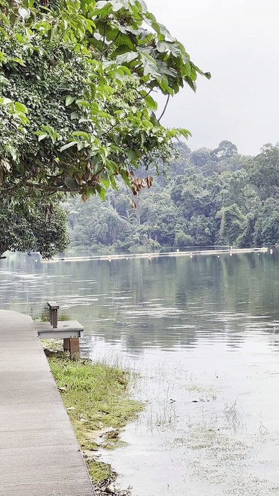 Jungle walk in Singapore 4 | Anthony S Casey Singapore