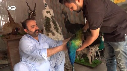 पाकिस्तान में अनोखे तरीके से अपने पालतू जानवरों को सम्मानित करें 🐾