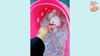 Funniest  Dogs TikTOK - Awesome Funny Pet Animals Life Videos _720P HD