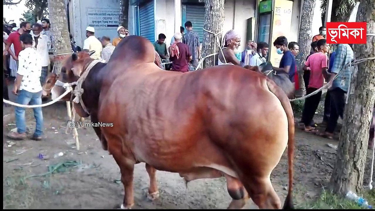 কুরবানী গরু 2021 - কোরবানীর পশুর হাট  - মাঝারি সাইজের গরু 2021 - Eig gorur hat 2021