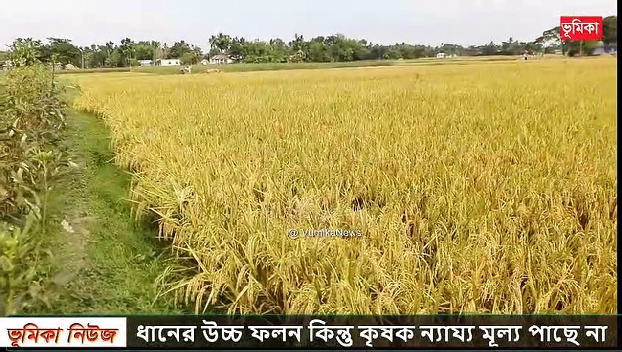 ধানের উচ্চ ফলন কিন্তু কৃষক ন্যায্য মূল্য পাছে না |_দেশ জু_ড়ে তোলপাড় ধানের উচ্চ ফলন কিন্তু কৃষক |_Vumika Agro | Vumika TV