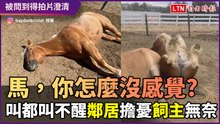 「馬，你怎麼沒感覺？」叫都叫不醒引起鄰居擔憂　飼主無奈笑