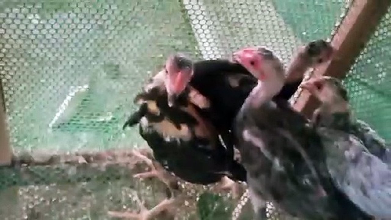 แบ่งลูกไก่ 3 เดือน พ่อลูกยอดมงคล + แม่เทาพิทบูล ราคารากหญ้า