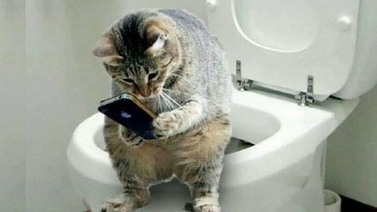 Funny and Cute Cat's Life  Cats and Owners are the best friends Videos