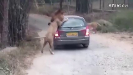 নিজ দায়িত্বে দেখবেন - মেয়েটি গাড়ি থেকে নামার সঙ্গে সঙ্গেই দেখুন বাঘটি তার সাথে