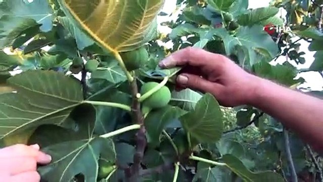 Dünyaca ünlü meyve Avrupa’ya gitmeye hazırlanırken dökülmeye başladı