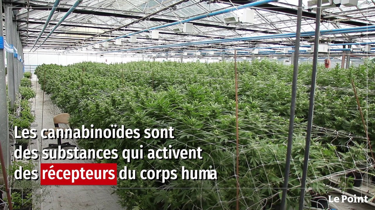 CBD : une hypocrisie française ?