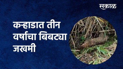 Karad :कऱ्हाडात तीन वर्षाचा Leopard जखमी |Satara|Forest Department| Maharashtra|Sakal Media