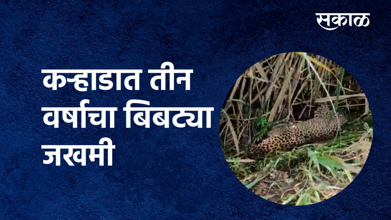 Karad :कऱ्हाडात तीन वर्षाचा Leopard जखमी |Satara|Forest Department| Maharashtra|Sakal Media