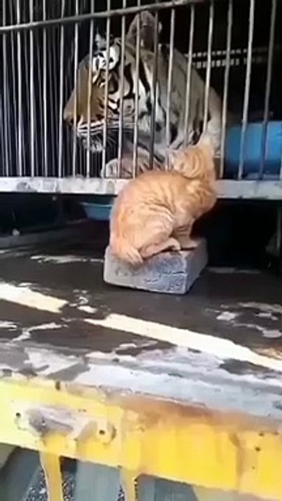 King Cats