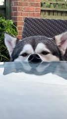 Relaxed Husky Rests Nose Against Table