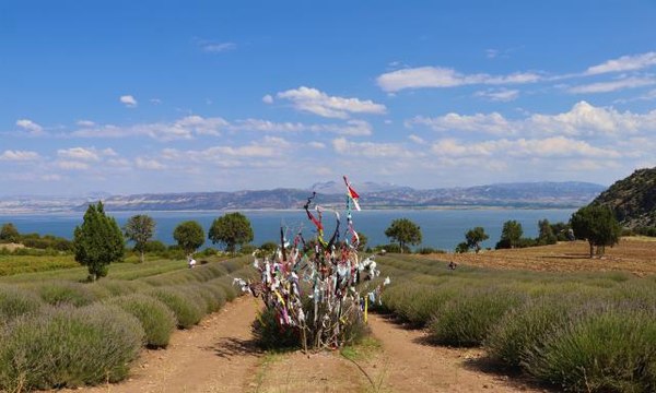 Son Dakika | Görsel şölen sunan mor bahçeler bayram tatilinde binlerce kişiyi ağırladı