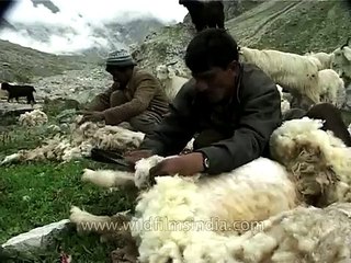 Sheep Shearing in a Himalayan valley
