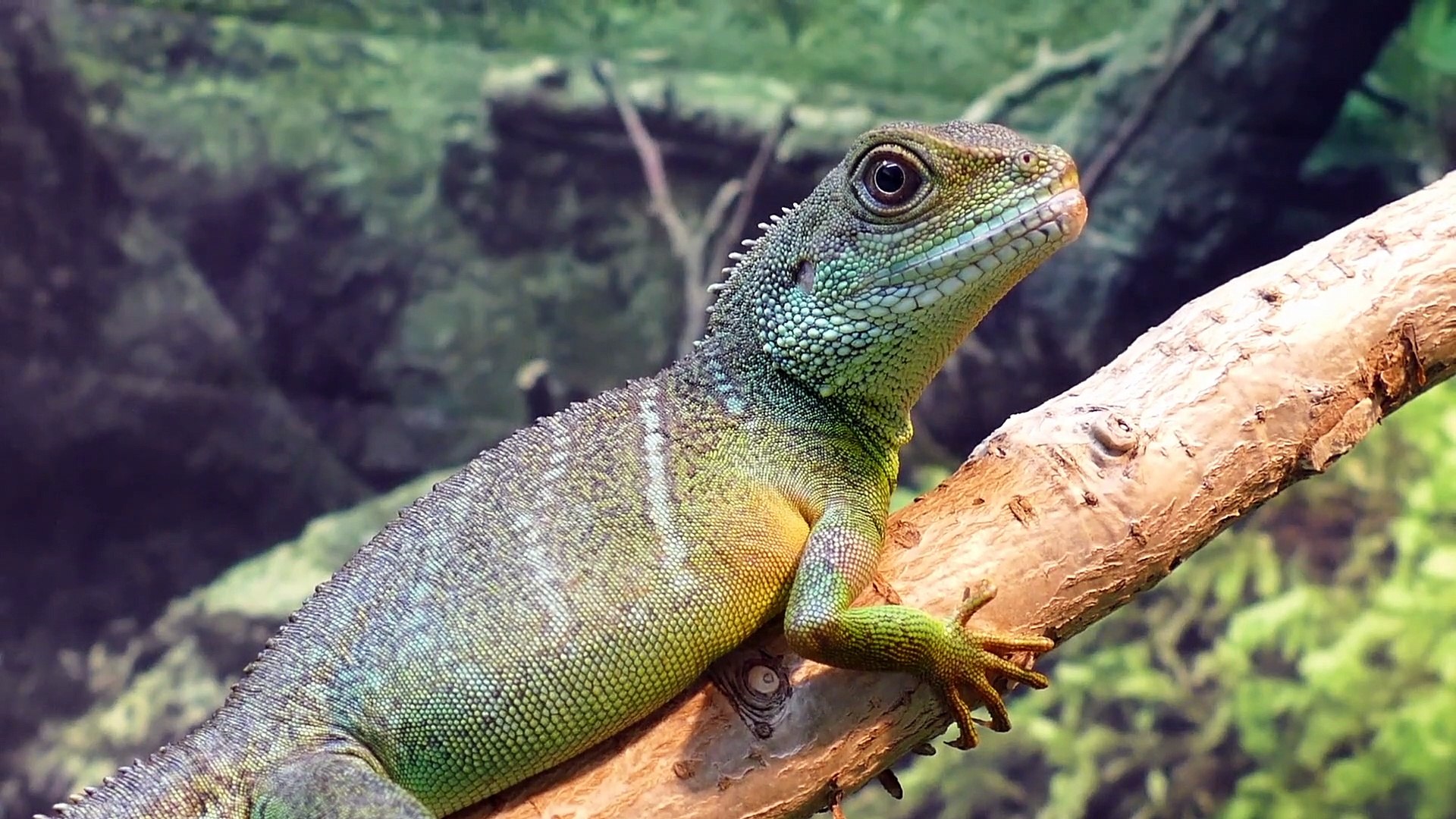 ⁣Pets lizards|| Pets animal