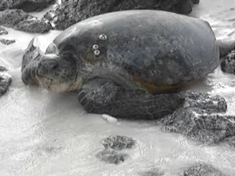 Retour à la mer