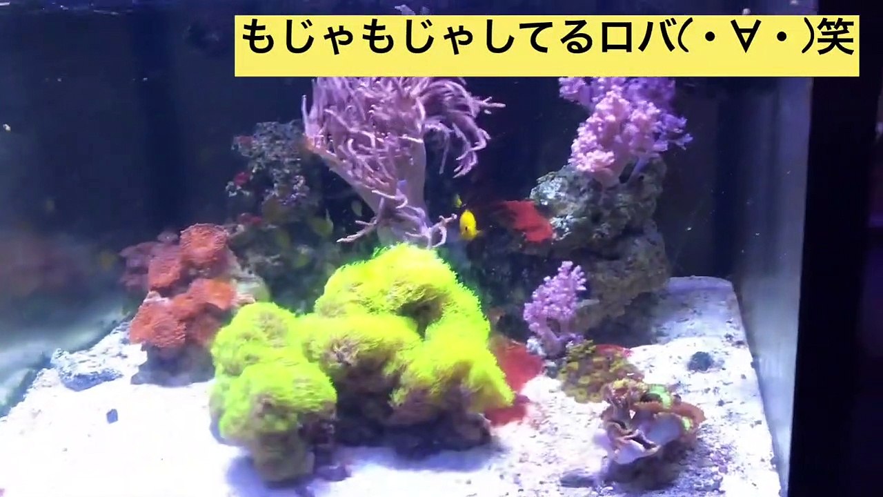 【大阪ミナミ・たこしげ】真夜中にアクアリウム＆酒を配信しますロバ(・∀・)笑