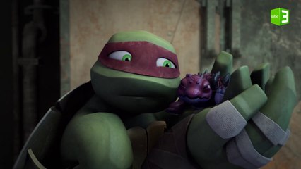 تدريب صغير السلحفاه