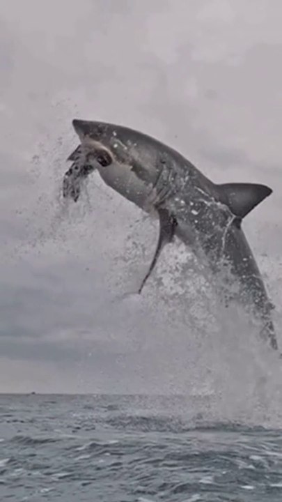 Pourquoi le requin blanc n'a pas d'égale en termes de prédation